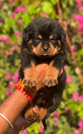 Buy Male Rottweiler Puppy from Kolkata